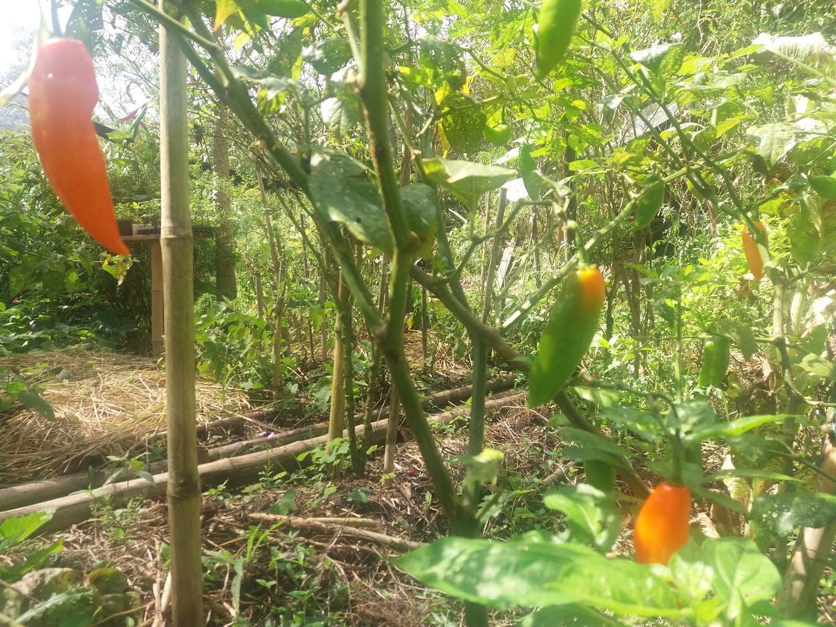 Chalets Huitaca チョアチ エクステリア 写真